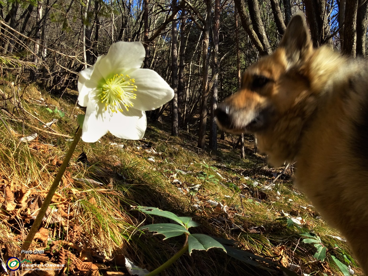 02 Anche Dori attirata dagli ellebori in fiore !.JPG